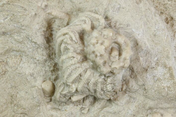 Crinoid (Rhodocrinites) Fossils on Rock - Gilmore City, Iowa #118879